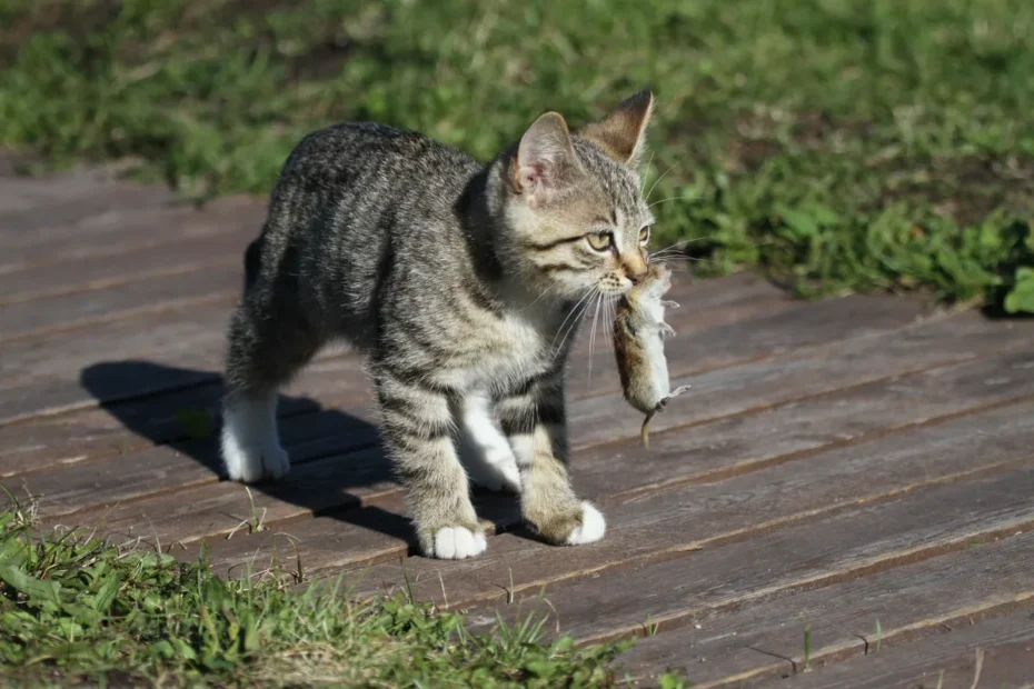 Perché il tuo animale domestico porta animali morti ai tuoi piedi e cosa fare