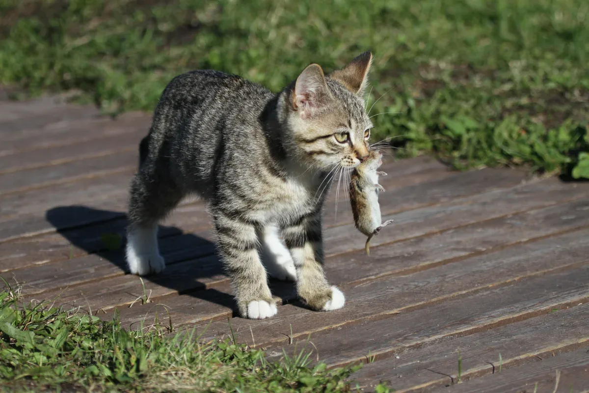 Perché il tuo animale domestico porta animali morti ai tuoi piedi e cosa fare