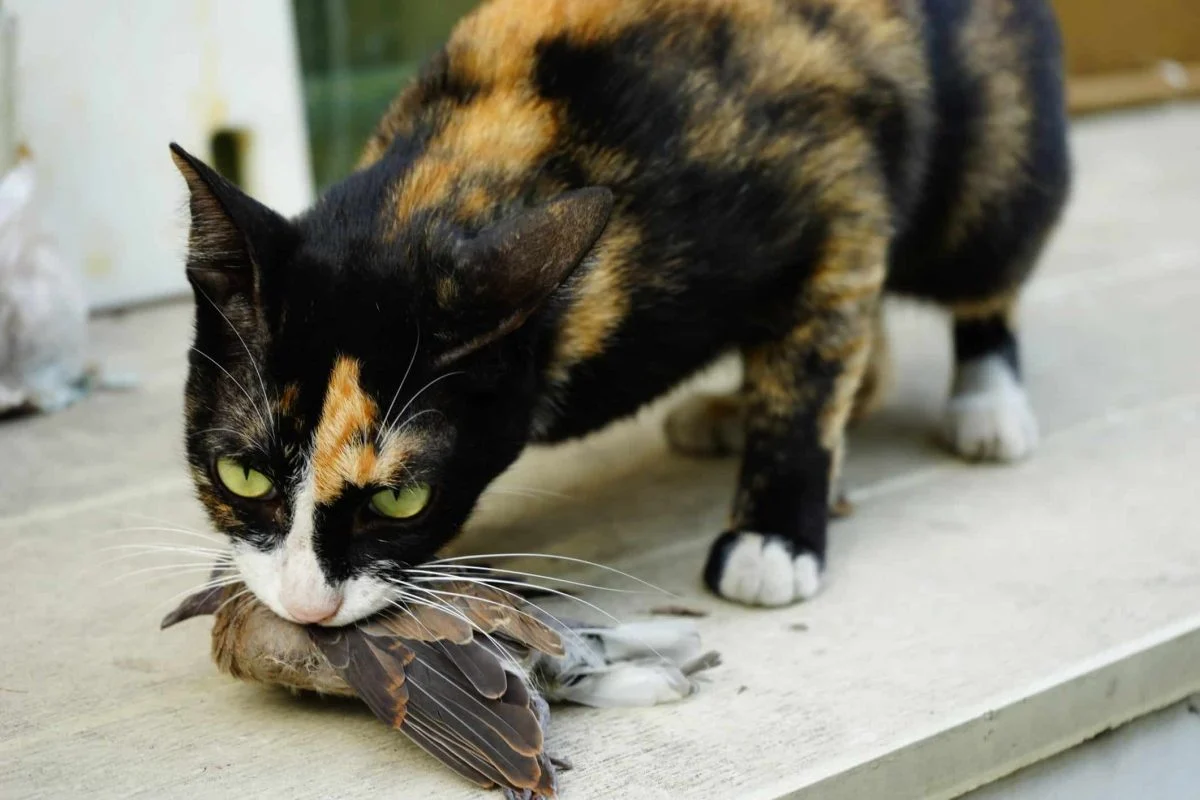 Perché il tuo animale domestico porta animali morti ai tuoi piedi e cosa fare