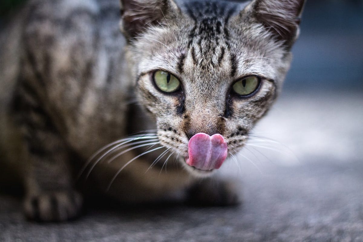 Perché il tuo animale domestico porta animali morti ai tuoi piedi e cosa fare