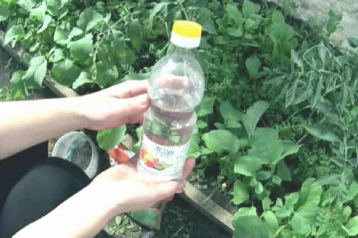 L’Aceto in Giardino: Non Solo per le Erbacce, un Cucchiaio Rivoluziona il Raccolto
