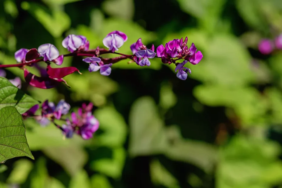 Come coltivare una pianta rampicante con fiori viola a settembre: il fagiolo giacinto