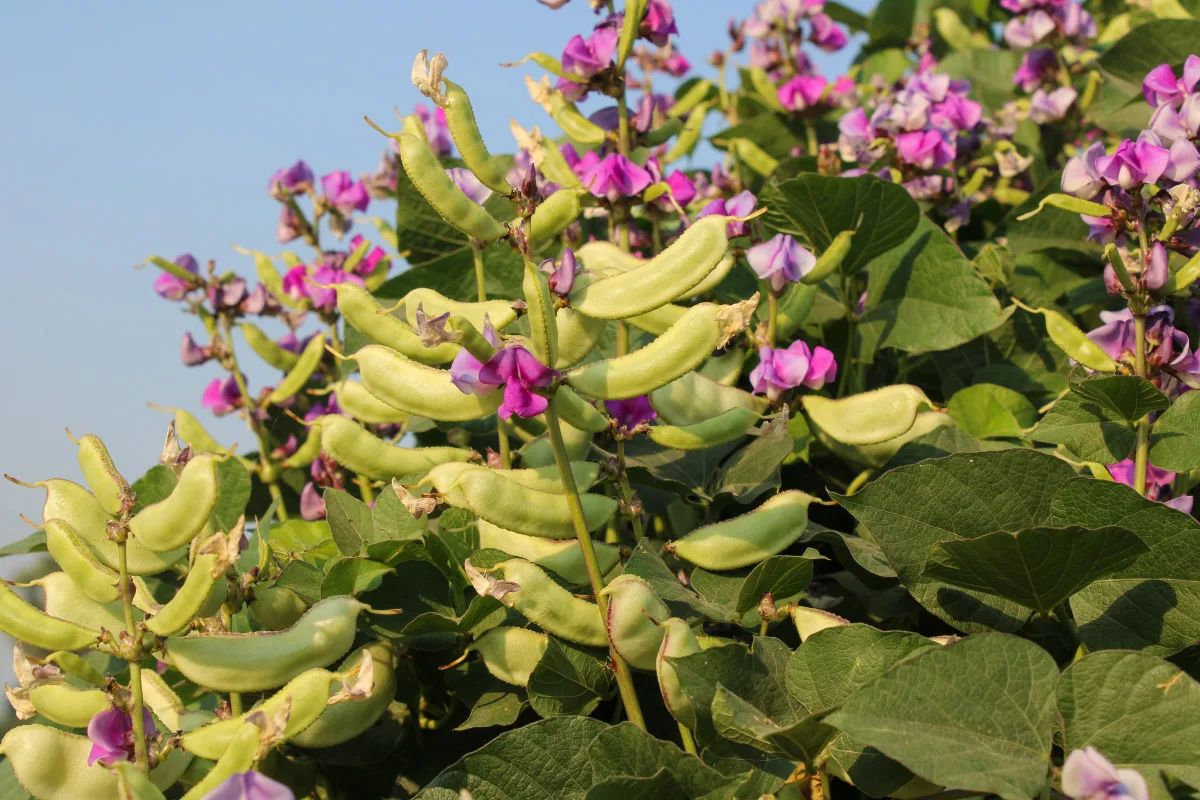 Come coltivare una pianta rampicante con fiori viola a settembre: il fagiolo giacinto