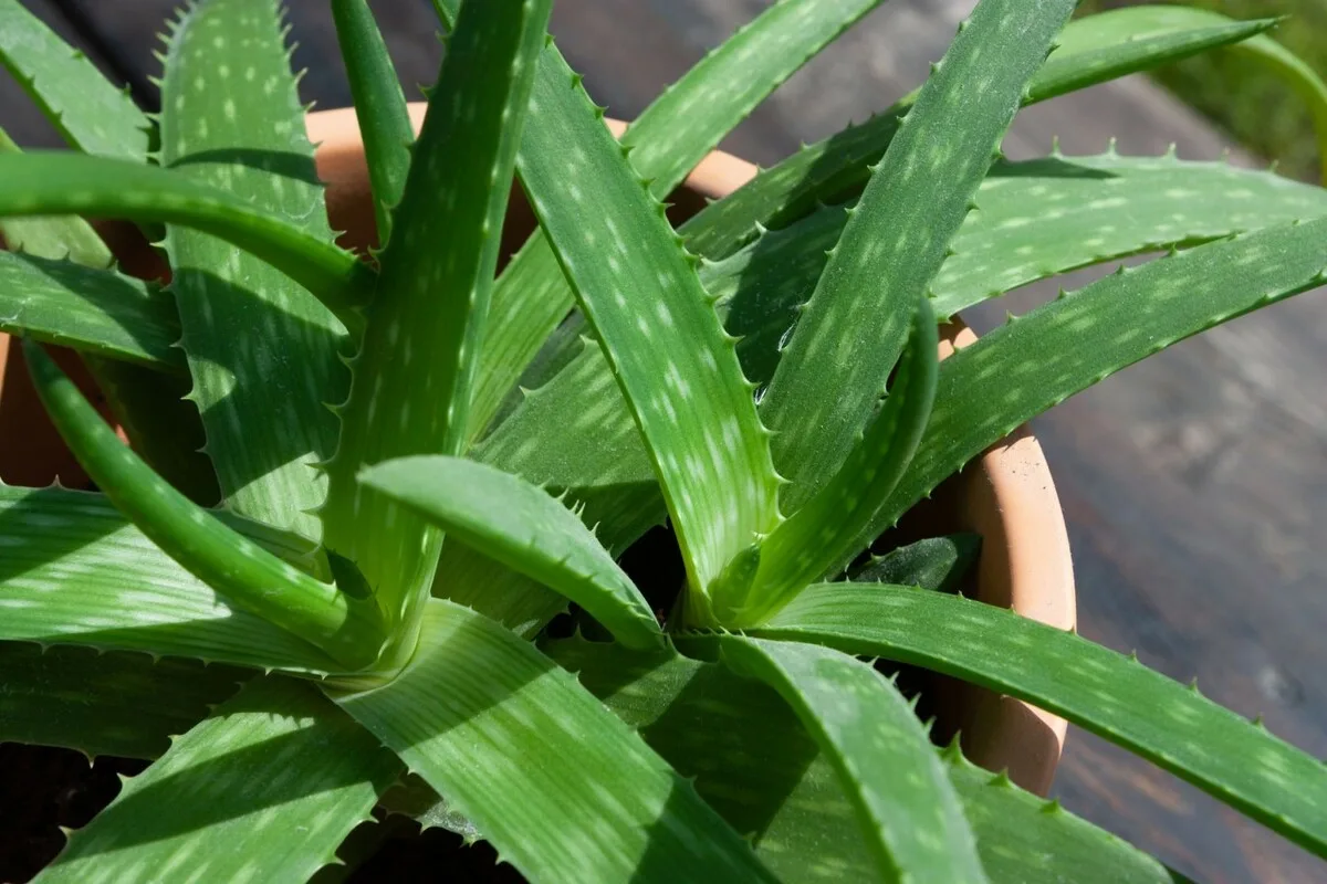 Preparato Naturale con Aloe Vera per Ridurre le Smagliature su Tutto il Corpo