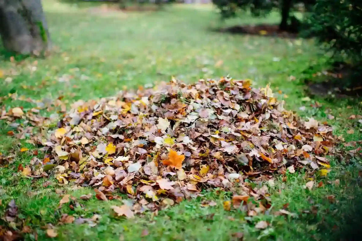 Come Allontanare i Topi dal Giardino con un Ingrediente che Hai in Casa