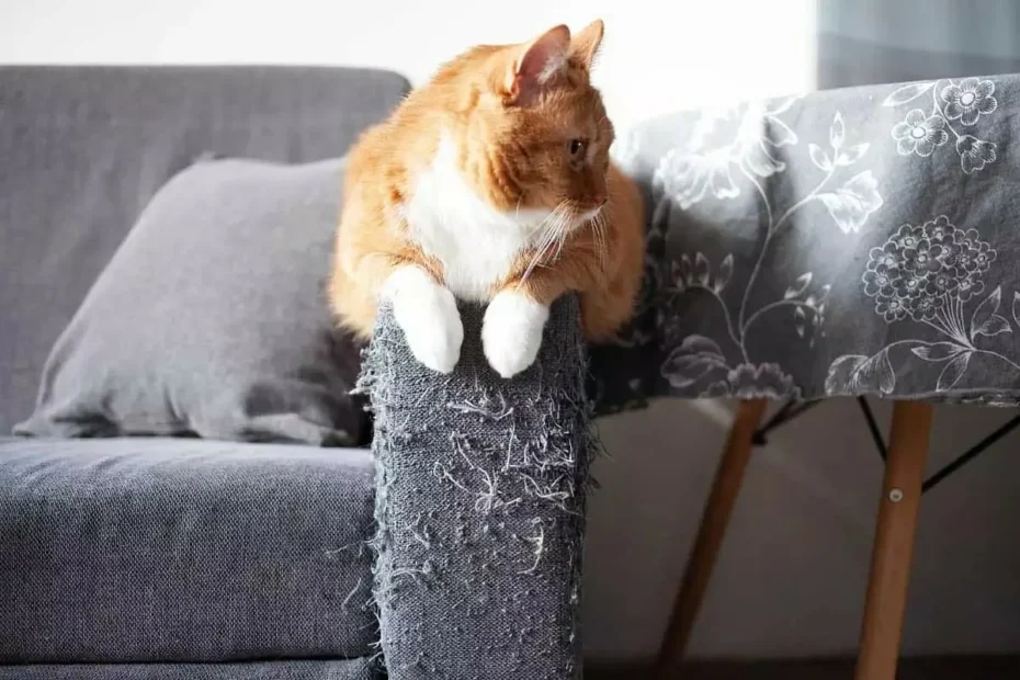 Come Smettere di Far Graffiare il Gatto sui Mobili