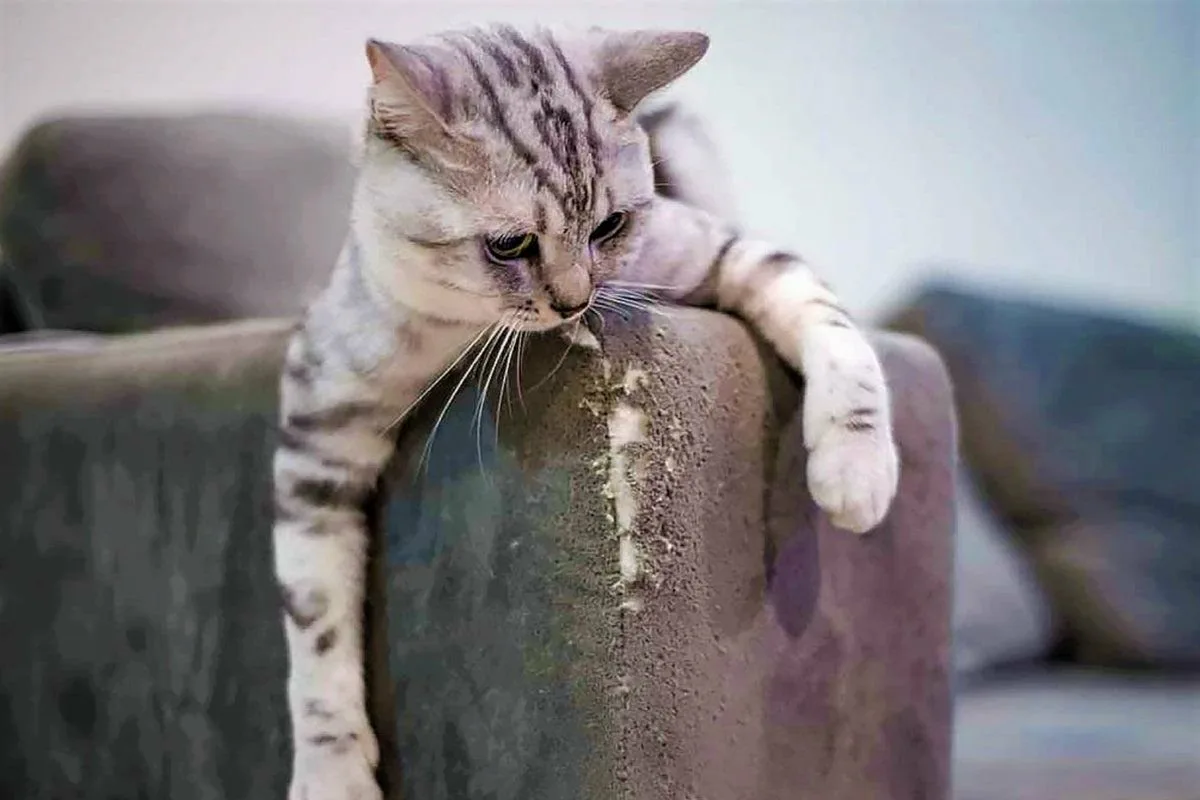 Come Smettere di Far Graffiare il Gatto sui Mobili